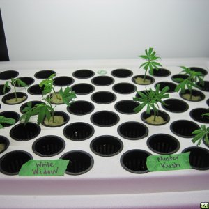 Master kush and white widow clones