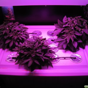 Blue Mystic seedlings 34 days from seed