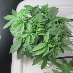 Blue Mystic seedlings 34 days from seed