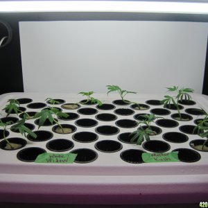 Clones 2 days from cutting