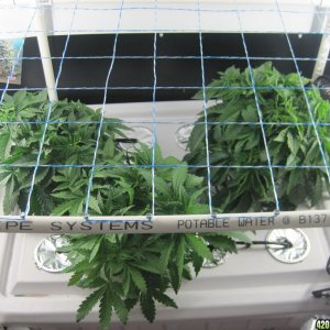 Clones 2 days from cutting