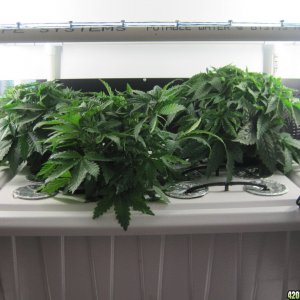 Clones 2 days from cutting