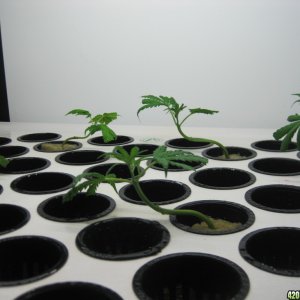 Clones 2 days from cutting