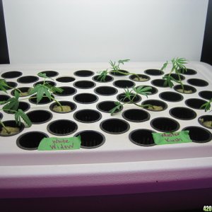 Clones 4 days from cutting