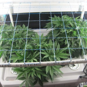 Blue Mystic seedlings 38 days from seed