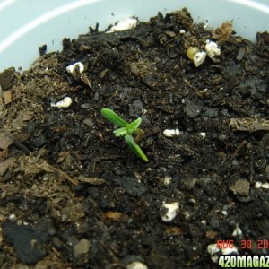 Day 2 Sprout #3