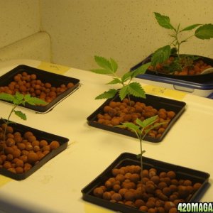 hydro grow