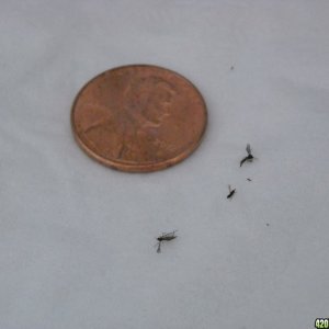 Black Fungus Gnats