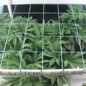 Blue Mystic seedlings 40 days from seed