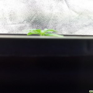 Few days old - Plant 1 Herijuana Pheno?