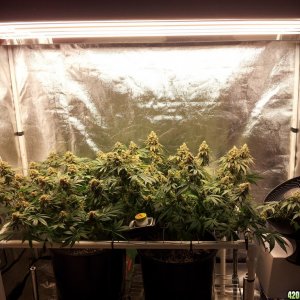 Hericules - Sannie - Grow Journal by cro0ked.Leaf