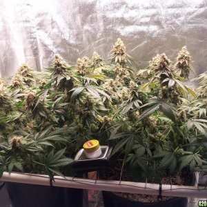 Hericules - Sannie - Grow Journal by cro0ked.Leaf