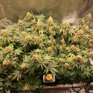 Hericules - Sannie - Grow Journal by cro0ked.Leaf