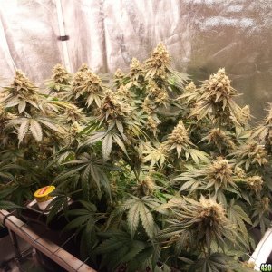 Hericules - Sannie - Grow Journal by cro0ked.Leaf