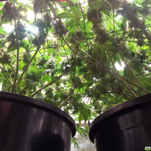 Hericules - From beneth the SCROG