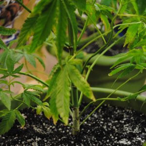 cannabis plant pruning