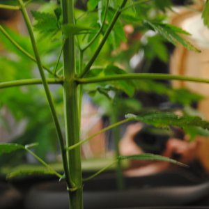 cannabis plant pruning