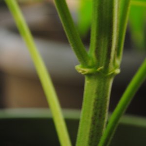 cannabis plant pruning