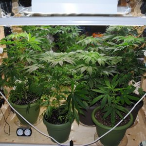 cannabis plant pruning