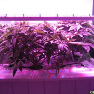 Blue Mystic seedlings 42 days from seed