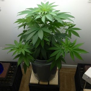 Kush Female?