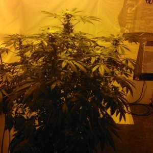 1st grow DWC- jack herrer, mad scientist x jackberry, unknown strain