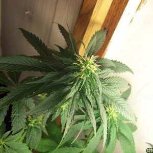 Day 30 Flowering