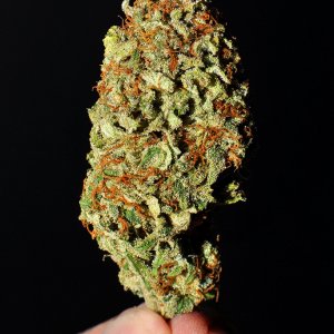 DSC_3985_bud