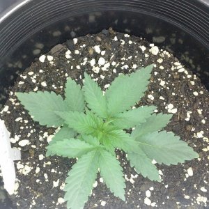 mazar at 2 weeks above dirt