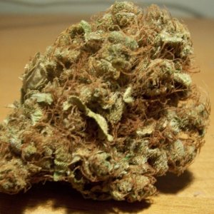 Orange Spice Bud