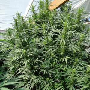 G.D.P. x Silver Mist (Super Silver Haze x Kali Mist)