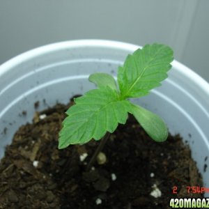 Seedling_1_Day_5