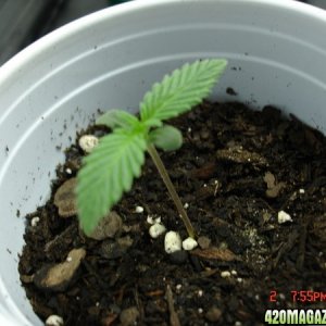 Seedling_2_Day_5