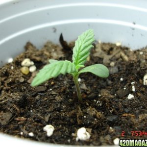 Seedling_3_Day_5