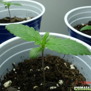 Seedling_1_Day_6