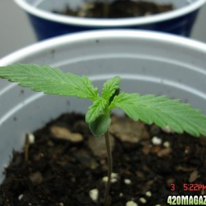 Seedling_2_Day_6