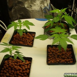 Grow Pics