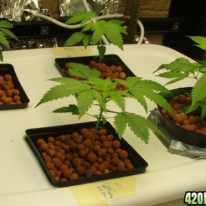 Grow Pics