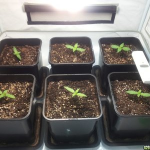 Royal Creamatic AK-47 auto grow day 11