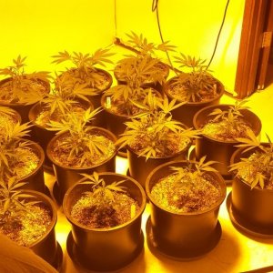 Dyold Grow 1