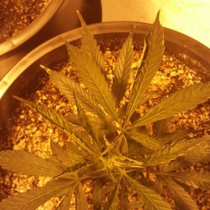 Dyold Grow 1