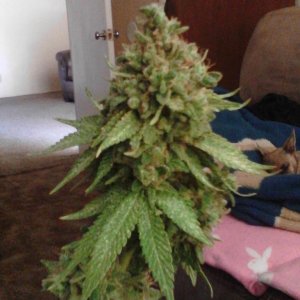 Rhino Kush Harvest Time!