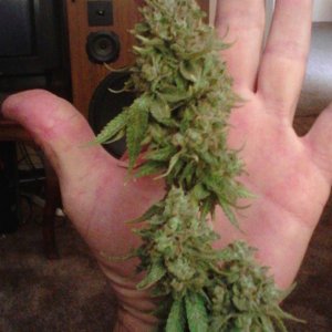 Rhino Kush Harvest Time!