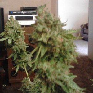 Rhino Kush Harvest Time!