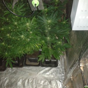 super sneaky under ground growroom