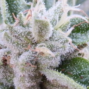 trichomes