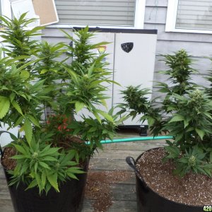 Deck outdoor bag seed