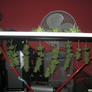 Afghan Kush / Harvest / Drying