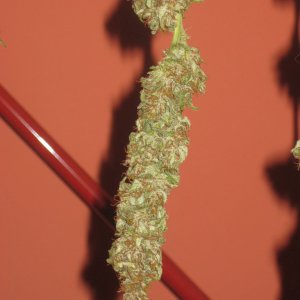 Afghan Kush / Manicured Bud