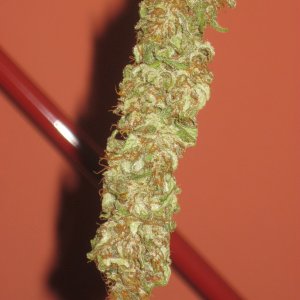 Afghan Kush / Manicured Bud